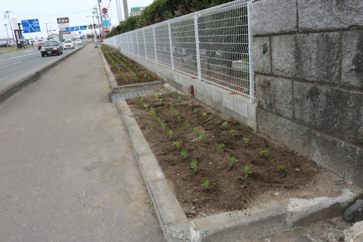 20180619　花壇に花の苗4